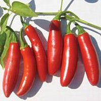 Serrano Tampiqueno hot pepper seeds (Capsicum annuum) – spicy chili plants