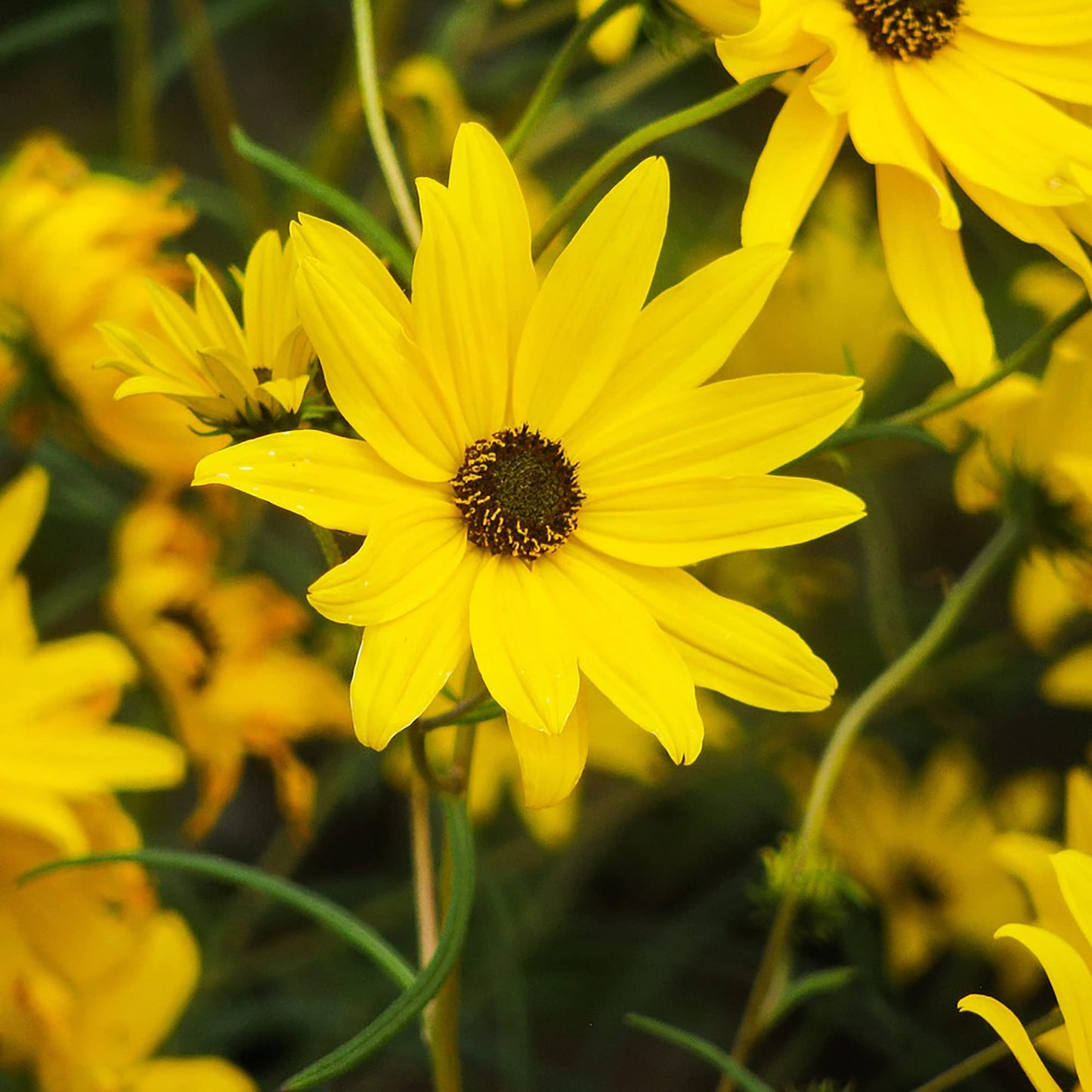 Maximilian Sunflower Helianthus Maximiliani Flower Seeds for Planting in Home Garden and Pollinator Borders