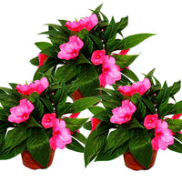 New (Guinea Impatiens Divine Lavender flower) for planting in garden