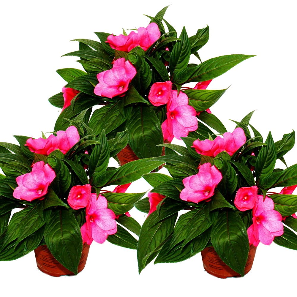 New (Guinea Impatiens Divine Lavender flower) for planting in garden