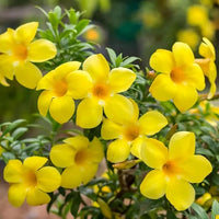 Yellow (Yellow scientific name) for planting in garden