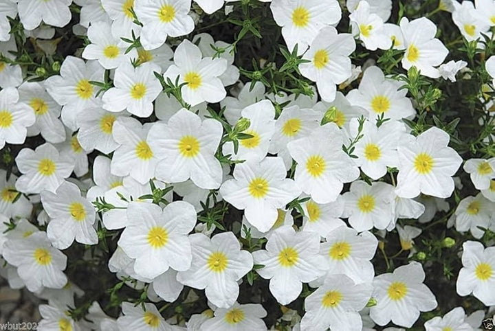 Heirloom Nierembergia Flower Seeds, Non-GMO Spreading Blooms for Planting