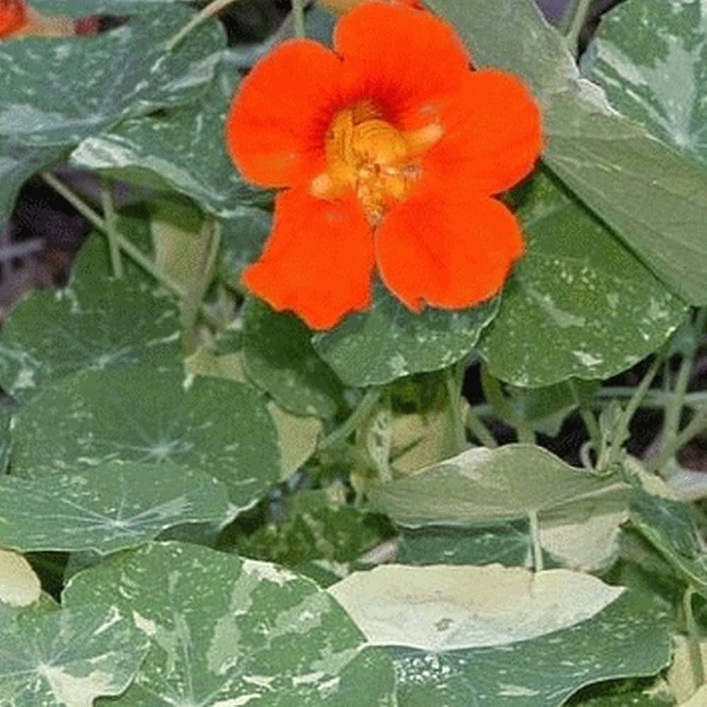 Wildflower Nasturtium Mix seeds – colorful, low-maintenance blooms