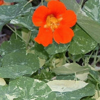 Wildflower Nasturtium Mix seeds – colorful, low-maintenance blooms