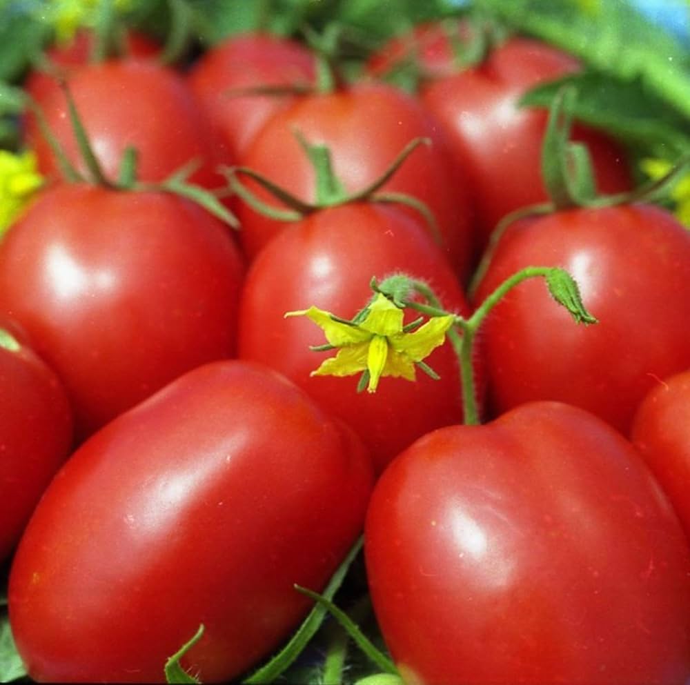 Amish Paste tomato seeds Lycopersicon lycopersicum for heirloom sauce tomatoes