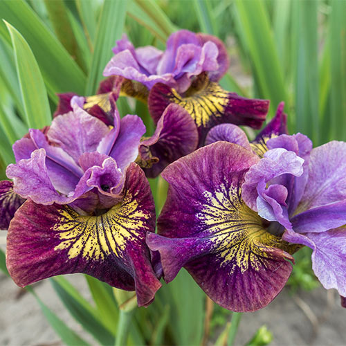Miss Apple Siberian Iris