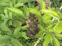 Titania Black Currant Seeds for Planting - Rich, Nutrient-Packed Berries, Heirloom & Garden Seeds