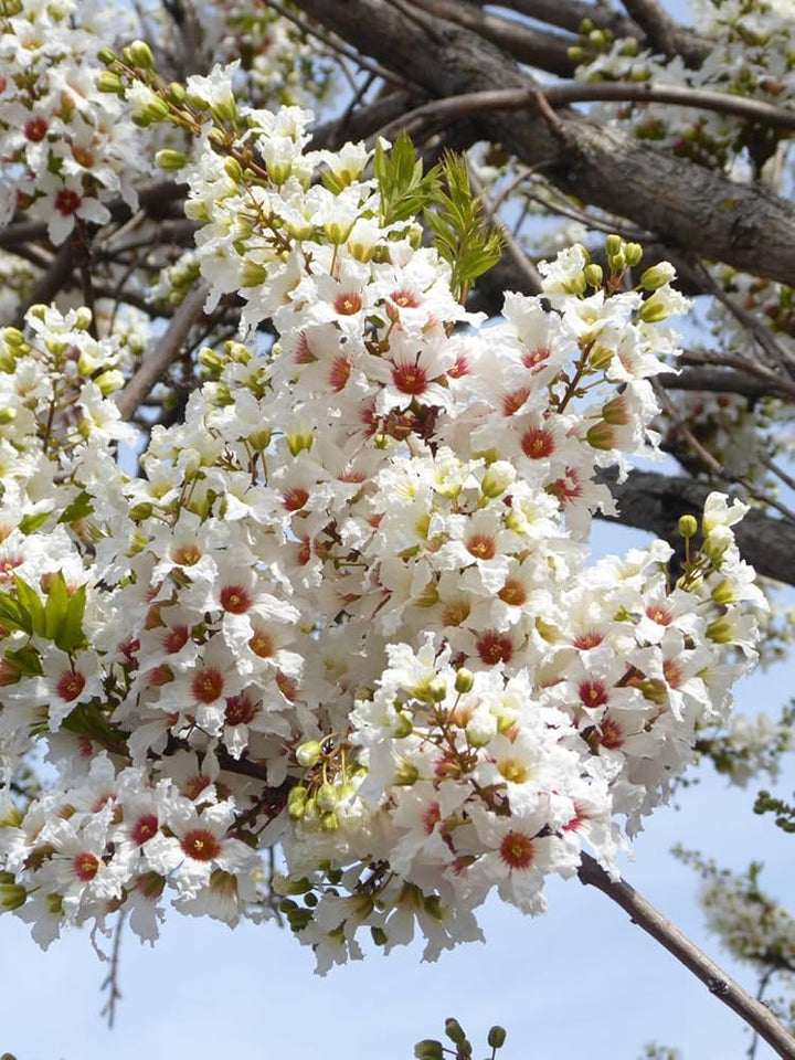 Heirloom Non-GMO Xanthoceras Sorbifolium Flower Seeds for Planting – Rare Ornamental Tree Seeds