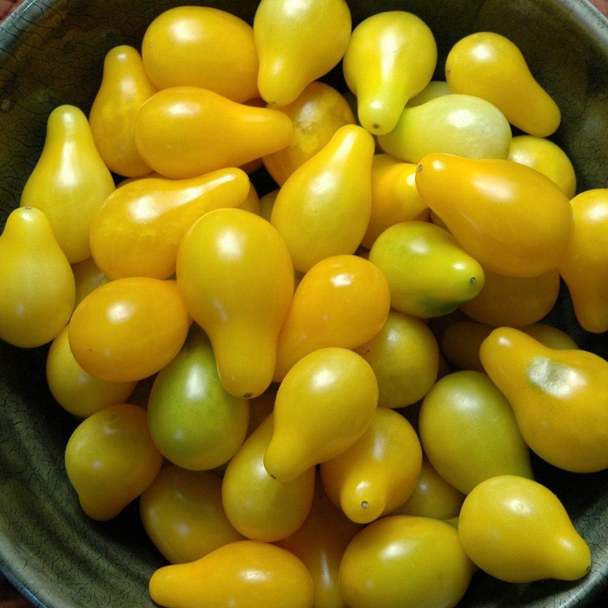 Light Yellow Tomato Solanum lycopersicum for planting in home garden