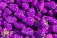 Red Mangosteen Fruit Seeds - Exotic and Sweet Fruit for Your Garden 100 pcs