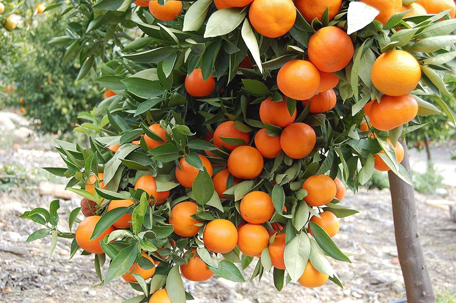 Dark Orange Citrus seeds for planting in home garden