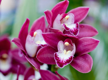 Heirloom Non-GMO Burgundy Cymbidium Orchid Flower Seeds for Garden Planting