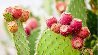 Nopalina Nopalea Fruit Seeds for Planting - Growing Hardy, Nutrient-Rich Cactus Fruits, Heirloom Seeds