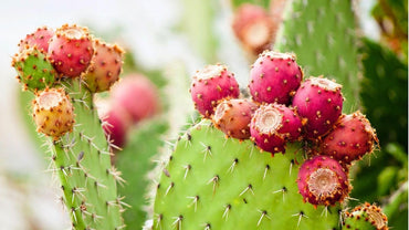 Nopalina Nopalea Fruit Seeds for Planting - Growing Hardy, Nutrient-Rich Cactus Fruits, Heirloom Seeds