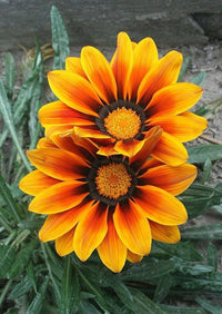 Treasure Flower Gazania Rigens Flower Seeds for Planting in Sunny Borders and Rock Gardens