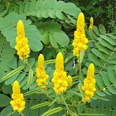 Heirloom Cassia Alata Flower Seeds – Non-GMO Seeds for Medicinal and Ornamental Garden Planting