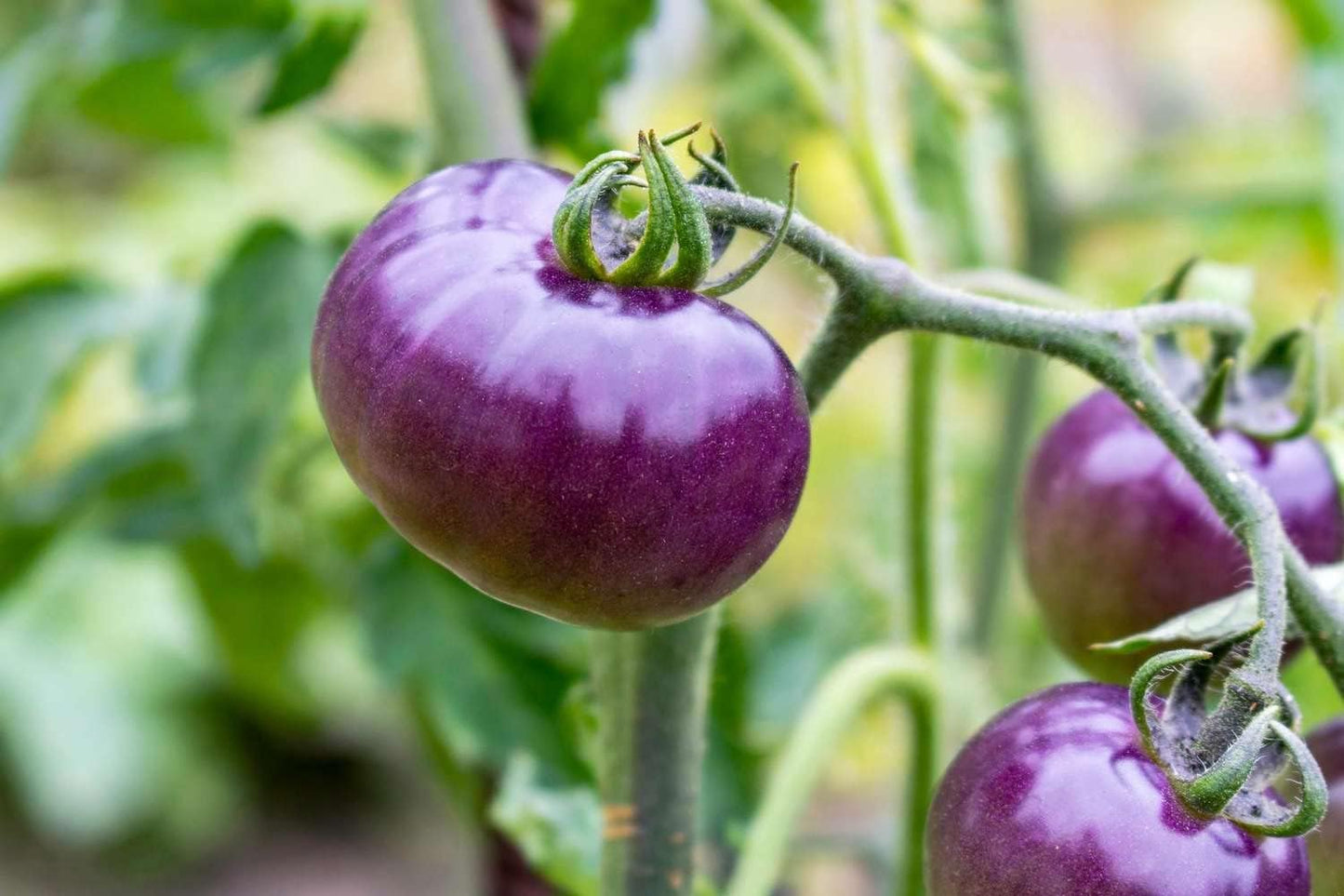 Indigo Rose Tomato Seeds for Planting - 100 pcs
