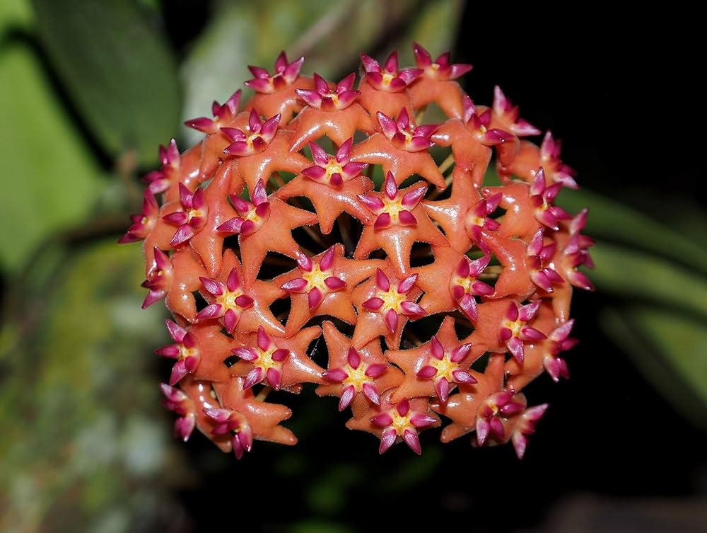 Hoya seeds for planting – evergreen vining plant seeds with thick waxy leaves and star-shaped flowers, ideal for containers, hanging baskets, and indoor spaces