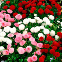English Daisy- Pomponette Mix
