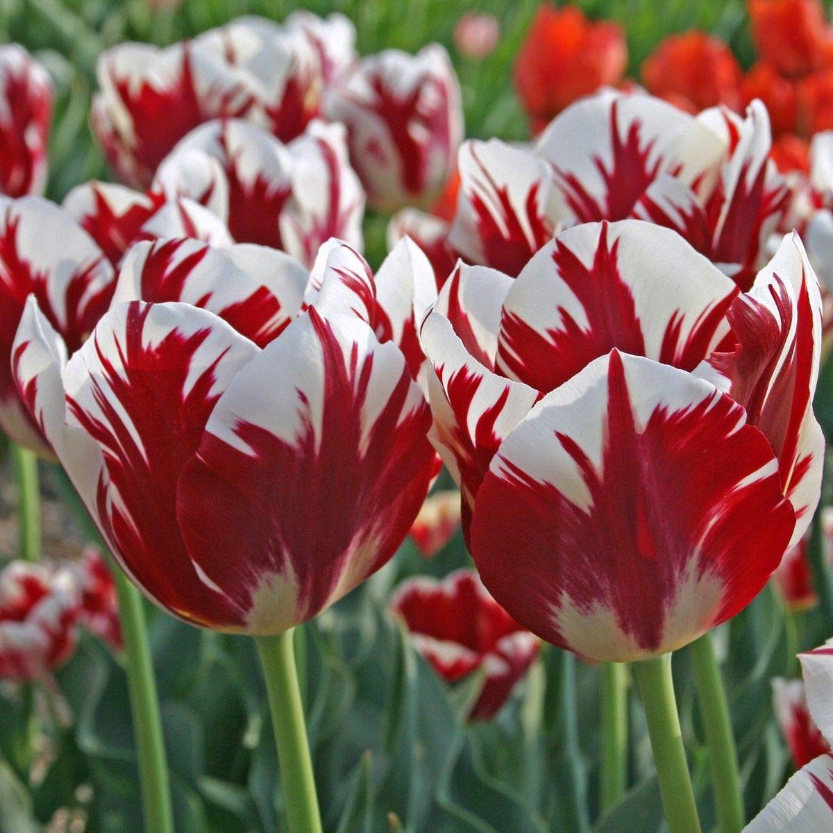 Grand Perfection Tulip Seeds