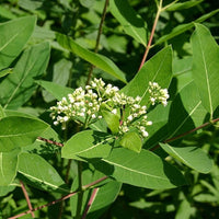 Heirloom Non-GMO Dogbane Plant Seeds for Planting – Hardy Medicinal Plant for Pollinator-Friendly Gardens - Non-GMO for planting in home garden