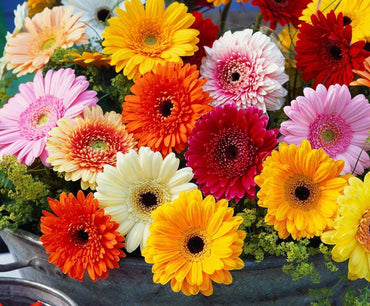 Gerbera Daisy 4-Color Mixed Flower Seeds for Home and Garden Planting
