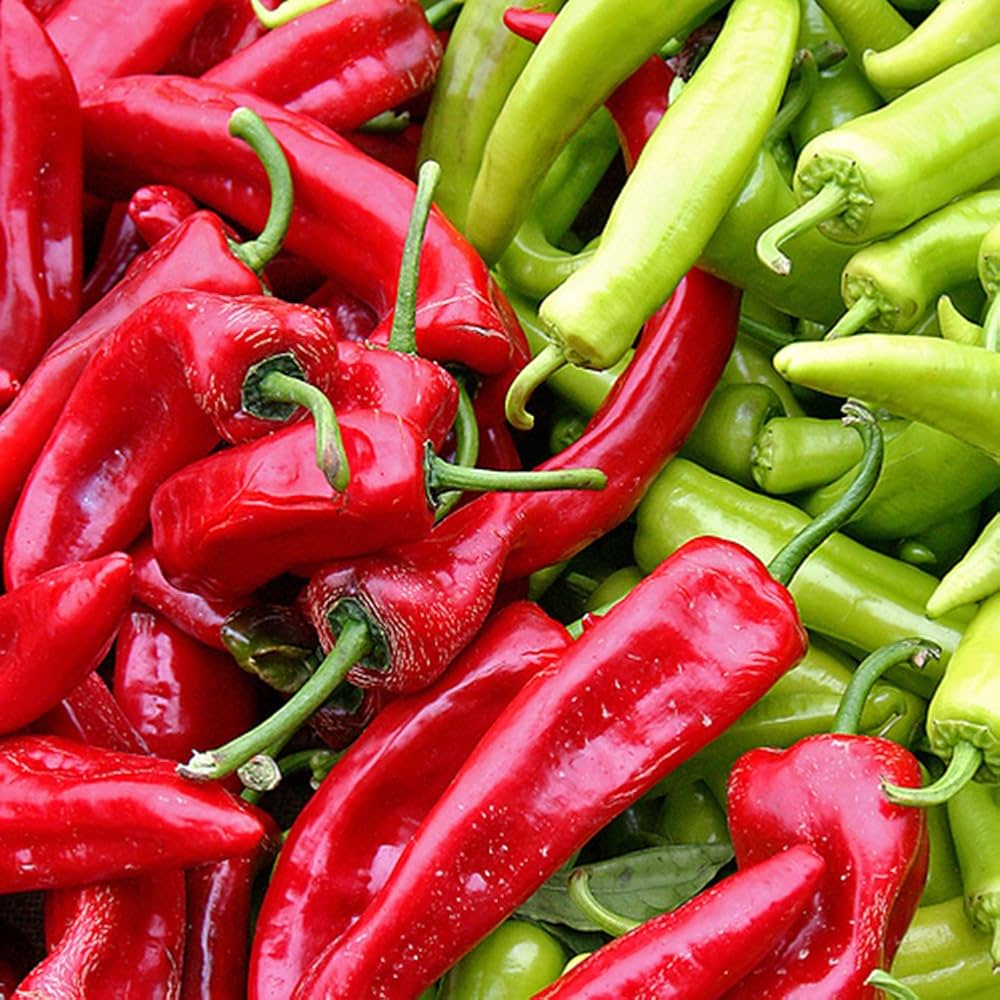 Anaheim (Chili Pepper) for planting in garden