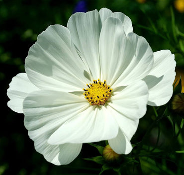 Cosmos Sonata Mix flower seeds – easy annuals with colorful daisy-like blooms