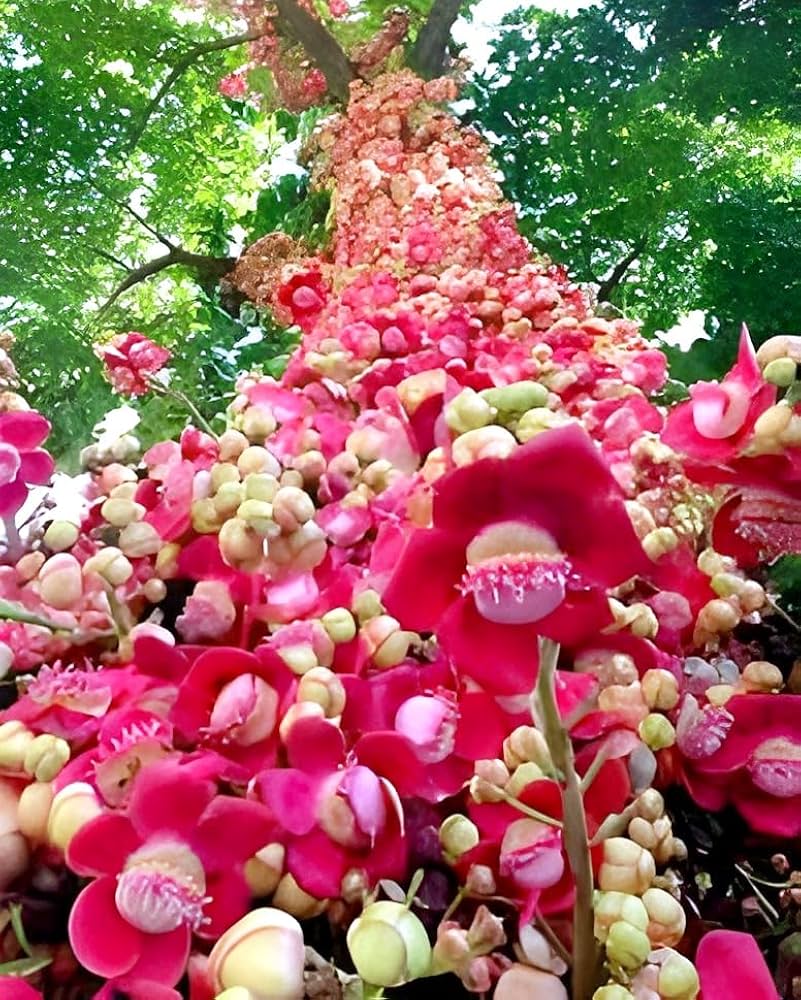 Sentinel Flower Home Landscape Plant - for planting in home garden