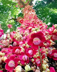 Sentinel Flower Home Landscape Plant - for planting in home garden