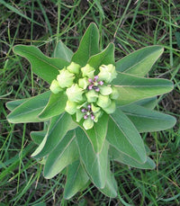Heirloom Asclepias Flower Seeds, Non-GMO Pollinator-Friendly Blooms for Garden Planting