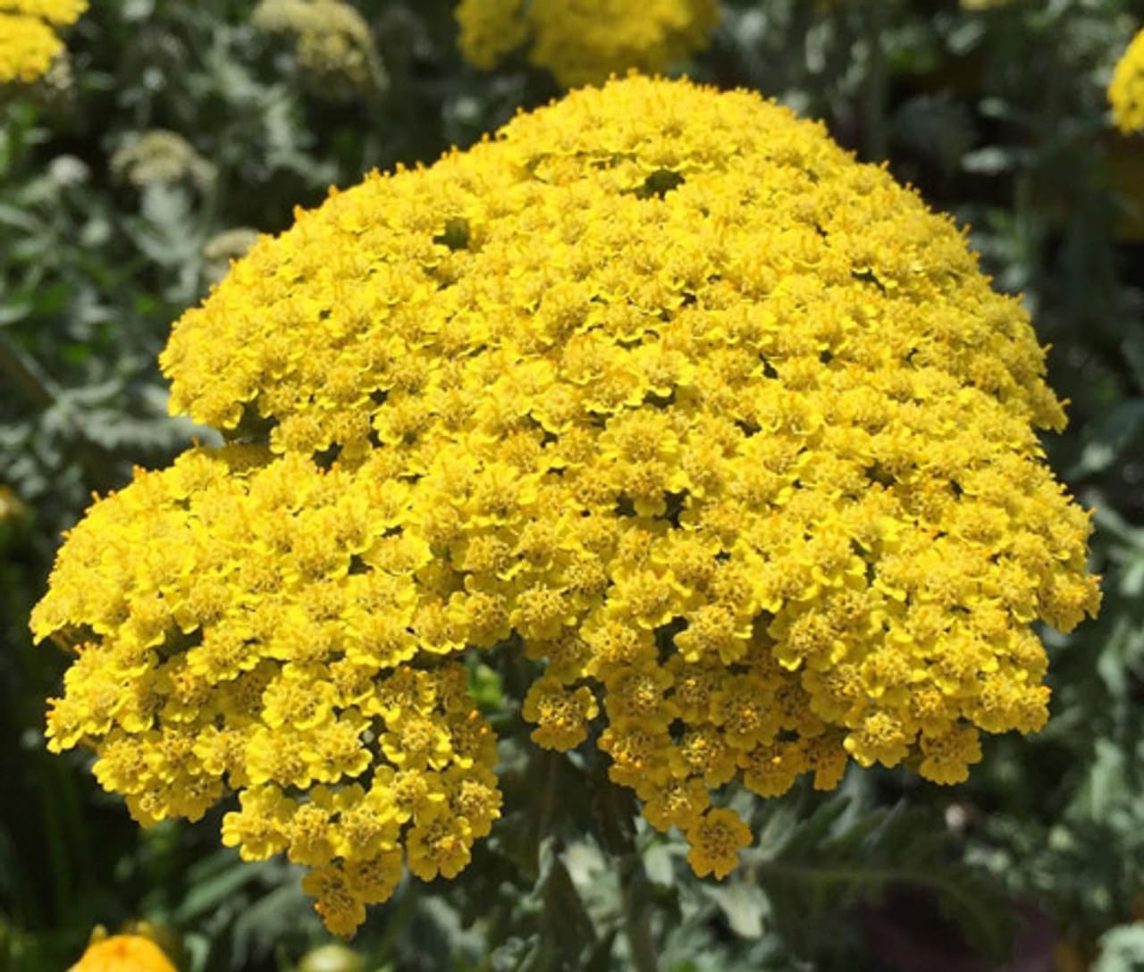 Heirloom Non-GMO Achillea Flower Seeds for Planting – Drought-Tolerant Medicinal and Ornamental Blooms