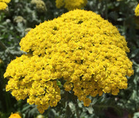 Heirloom Non-GMO Achillea Flower Seeds for Planting – Drought-Tolerant Medicinal and Ornamental Blooms - Non-GMO for planting in home garden