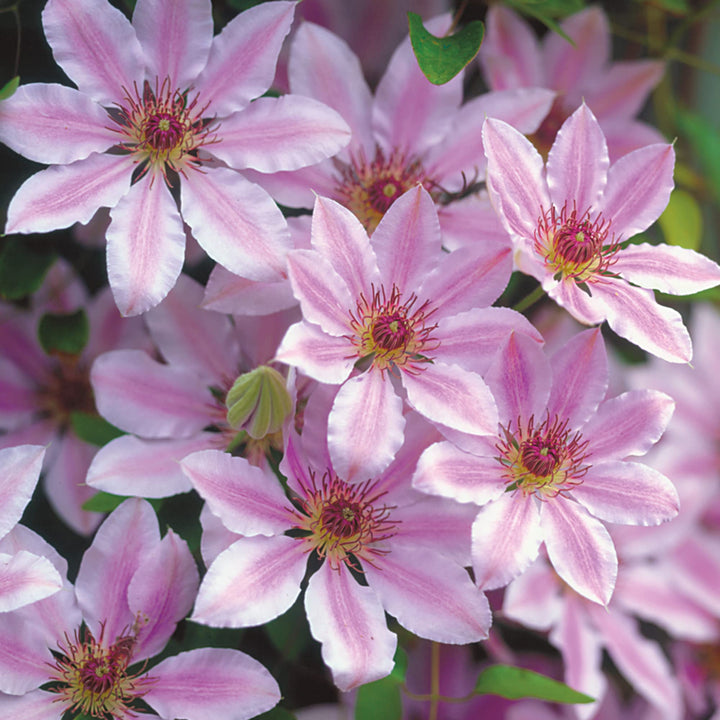 Heirloom Non-GMO Nelly Moser Flower Seeds for Planting – Elegant Clematis Vine with Striking Blooms