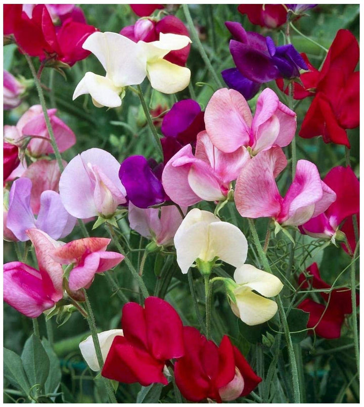 Heirloom Non-GMO Sweet Pea Knee Flower Seeds for Planting – Fragrant Climbing Blooms