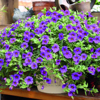 Heirloom Calibrachoa Flower Seeds for Garden Planting, Non-GMO, Mini Petunia Blooms for Hanging Baskets