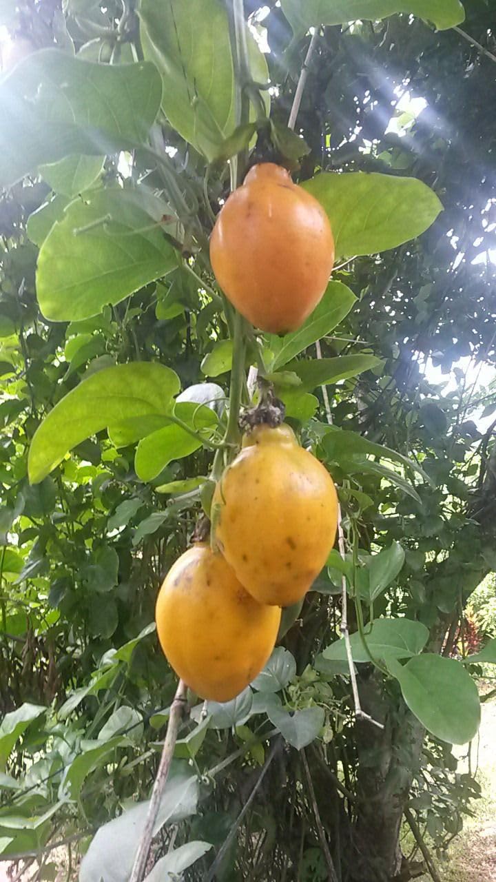 Winged passion fruit Passiflora alata seeds for garden trellis