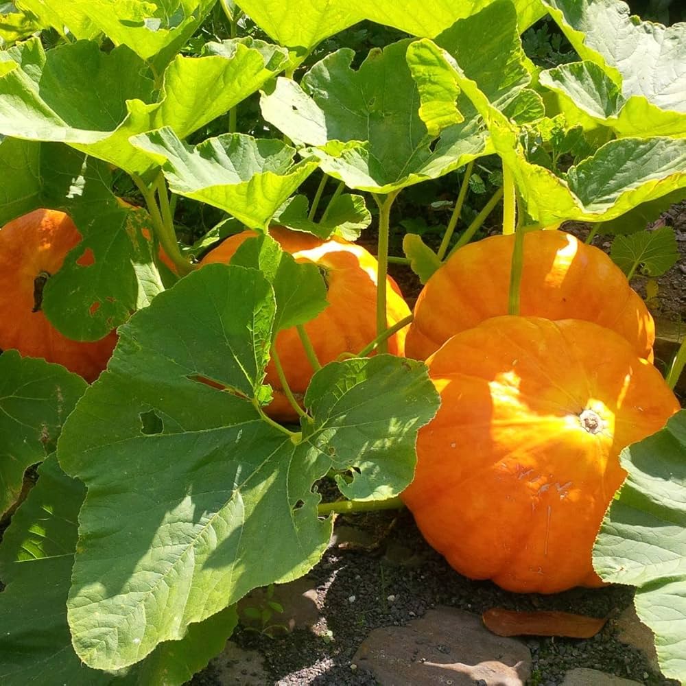 Small Sugar Pumpkin Cucurbita pepo seeds for garden planting