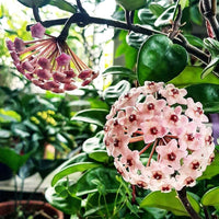 Hoya Pubicalyx Seeds Dark Pink Hoya Flower Seeds for Planting in Indoor Pots and Hanging Baskets