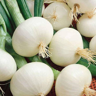 Onion- Early White Spanish