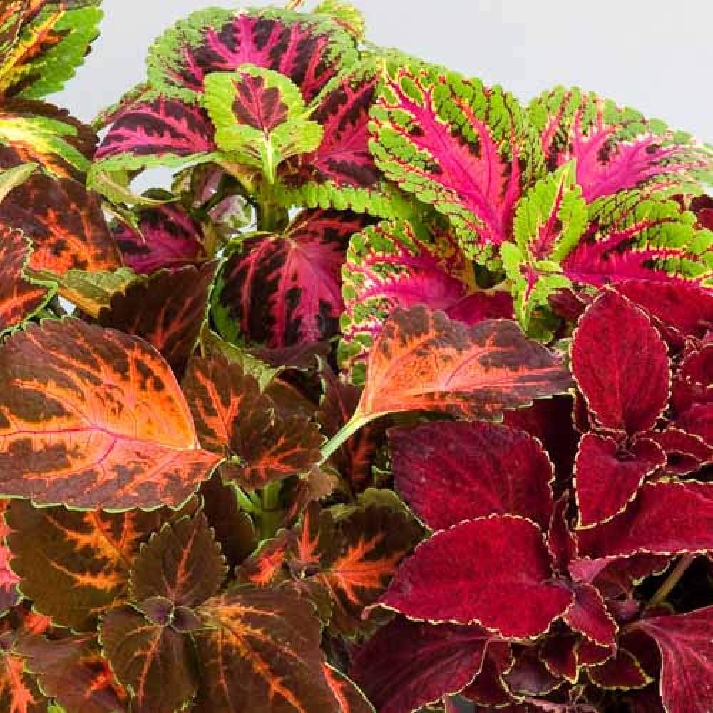 Coleus Solenostemon plants grown from rare color mix seeds with vibrant, patterned foliage
