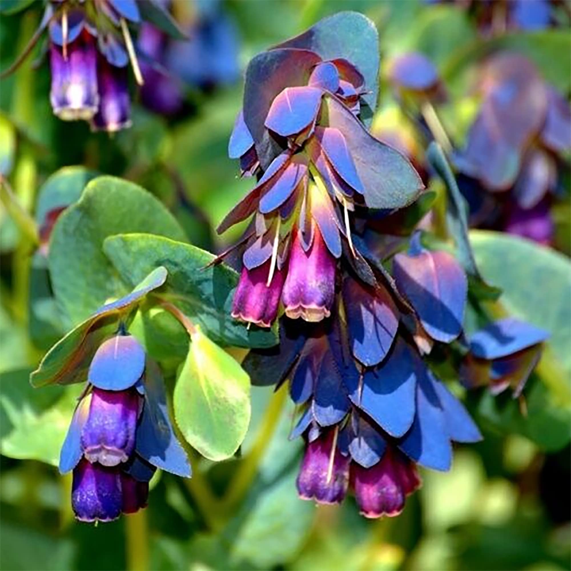 Cerinthe (Blue Shrimp) for planting in garden