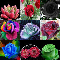 Mini Rose Mixed Colors Perennial Flower Seeds for Garden