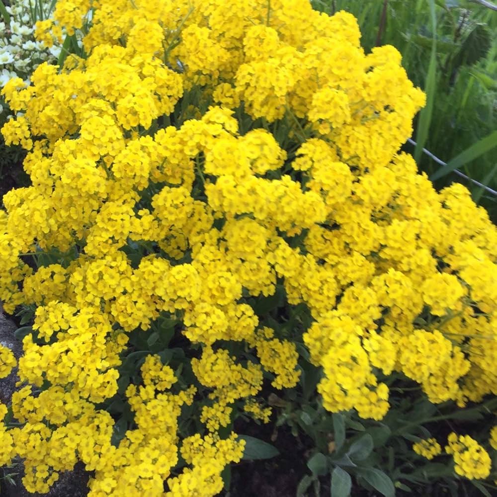 Alyssum Basket of Gold flower seeds blooming into bright yellow groundcover plants with clusters of tiny, fragrant golden flowers