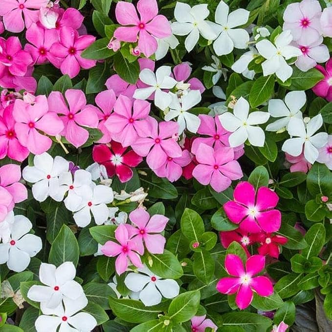Organic Heirloom Non-GMO Vinca Seeds for Planting – Fresh Vibrant Garden Blooms