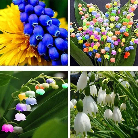 Lily of the Valley Multicolor Easy Grow Plant - for planting in home garden