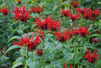 Red Bergamot Monarda Flower Seeds Heirloom & Non GMO seeds for Planting