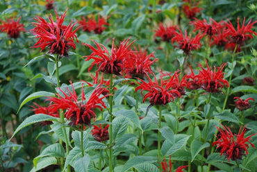 Red Bergamot Monarda Flower Seeds Heirloom & Non GMO seeds for Planting