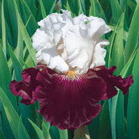 Twist of Sheree Reblooming Bearded Iris