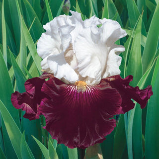 Twist of Sheree Reblooming Bearded Iris Seeds
